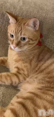 ��Į�ۥ��ȡ��ܡ������С�A151(�����������ݥ���) �������(30)��6��13���̥�֥��������ͤʻҡ�