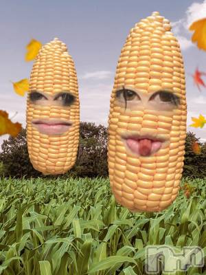 ��Į�ۥ��ȡ��ܡ������С�A151(�����������ݥ���) �������(30)��12��19���̥�֥����֤�������ܡ�����