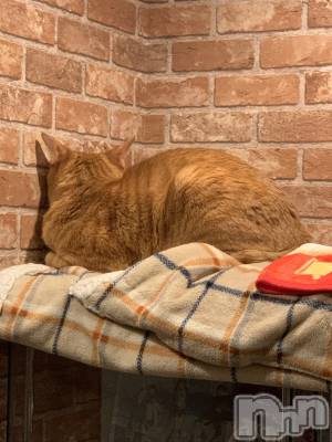 ��Į�ۥ��ȡ��ܡ������С�A151(�����������ݥ���) �������(30)��1��6���̥�֥������ɤ�Ĵ�ҡ�