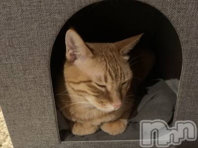 ��Į�ۥ��ȡ��ܡ������С�A151(�����������ݥ���) �������(30)��1��10���̥�֥�����������