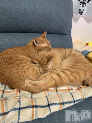 ��Į�ۥ��ȡ��ܡ������С�A151(�����������ݥ���) �������(30)��3��10���̥�֥����֥ॹ����