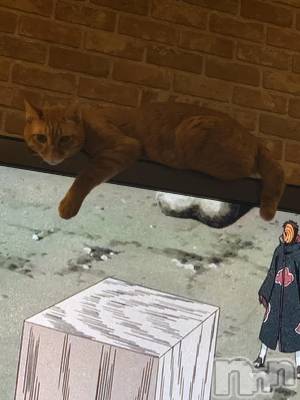 ��Į�ۥ��ȡ��ܡ������С�A151(�����������ݥ���) �������(30)��3��12���̥�֥����ֶ�簭����