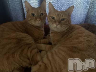 ��Į�ۥ��ȡ��ܡ������С�A151(�����������ݥ���) �������(30)��12��13���̥�֥�����2ɤ��