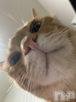 ��Į�ۥ��ȡ��ܡ������С�A151(�����������ݥ���) �������(30)��6��28���̥�֥����֤��٤ߡ�