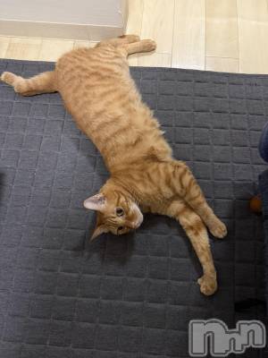 ��Į�ۥ��ȡ��ܡ������С�A151(�����������ݥ���) �������(30)��8��20���̥�֥����֤����Ӥ礦��