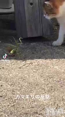 ���ꥹ�ޥ����٥��2����