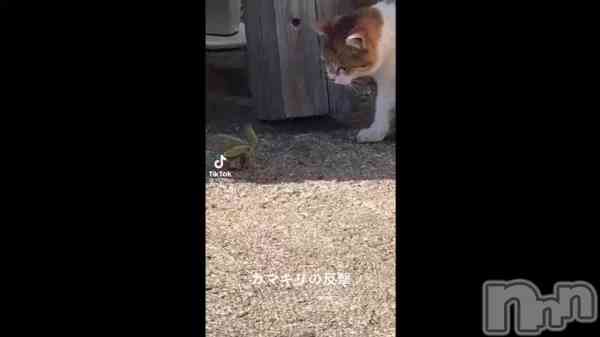 �֥��ꥹ�ޥ����٥��2���ܡ�