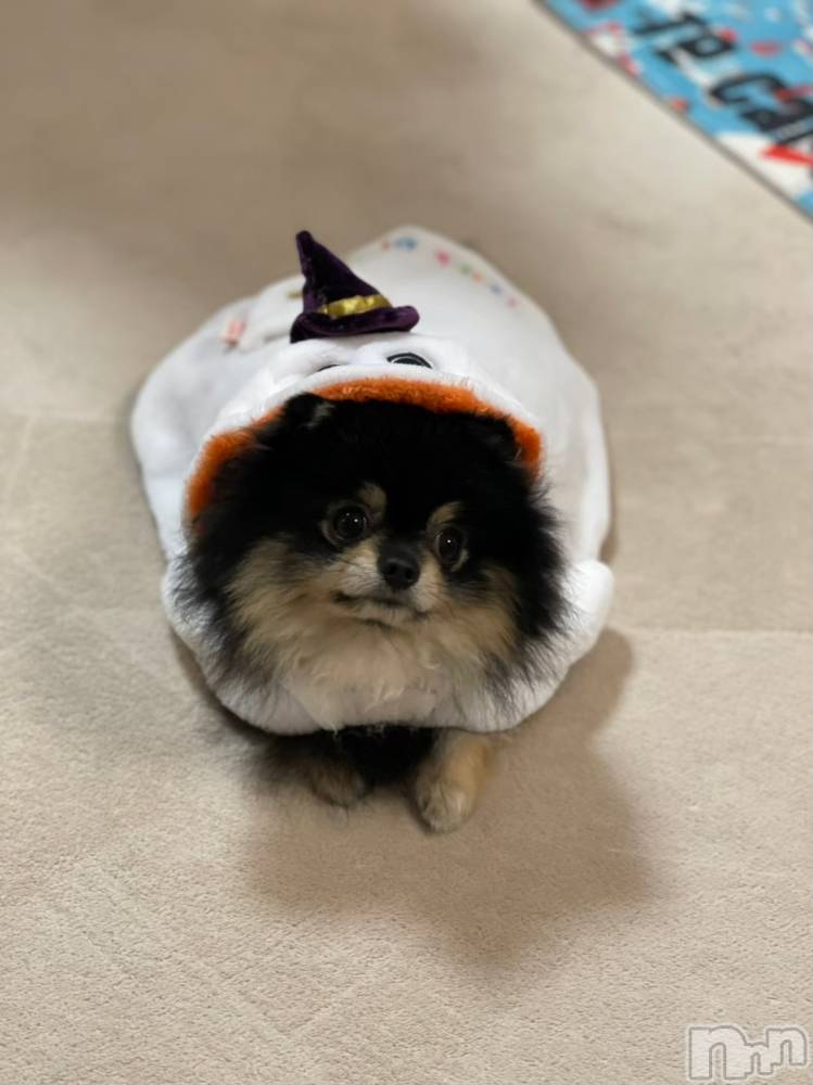 ��Į�ۥ��ȡ��ܡ������С�A151(�����������ݥ���) �֡�ͺ ˱����6��6���̥�֥����֥�������