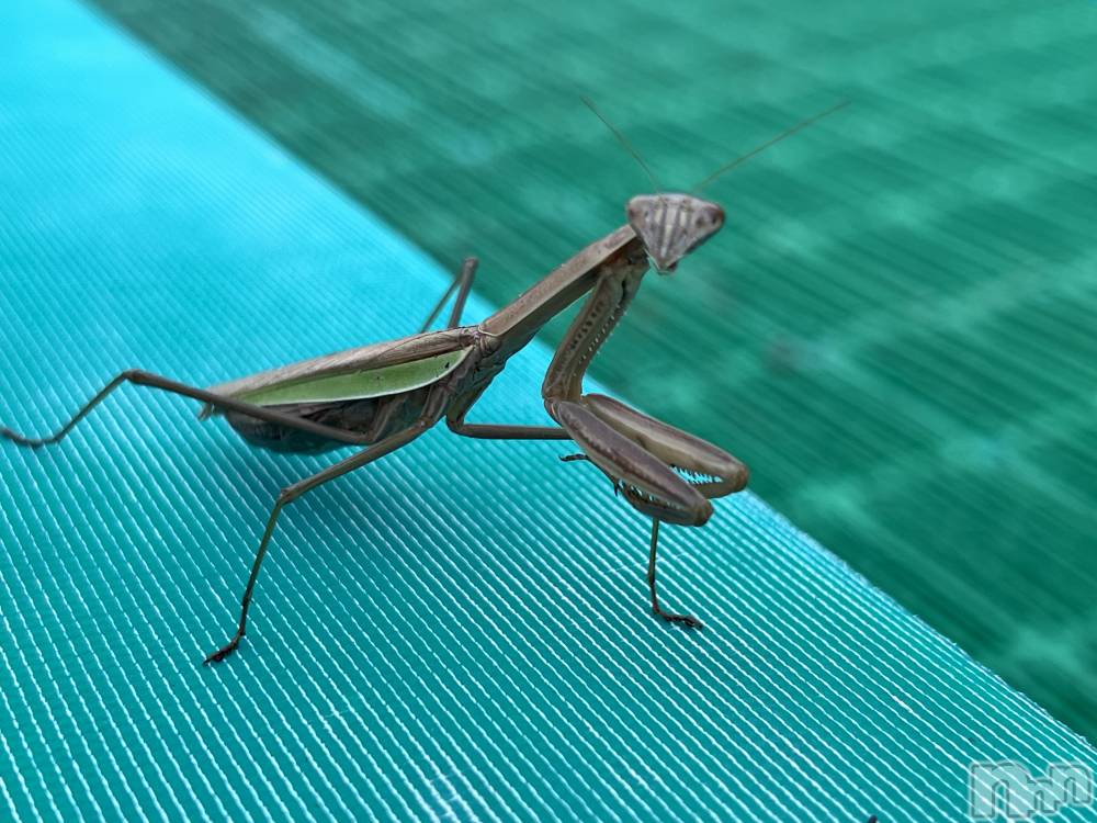 ��Į�ۥ��ȡ��ܡ������С�A151(�����������ݥ���) �֡�ͺ ˱����10��21���̥�֥����֥��ޥ��긫�Ĥ������