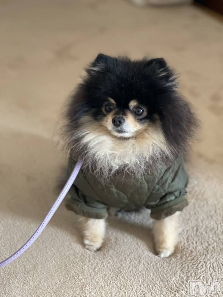 ��Į�ۥ��ȡ��ܡ������С�A151(�����������ݥ���) �֡�ͺ ˱����1��25���̥�֥����ֽжнжнжС�