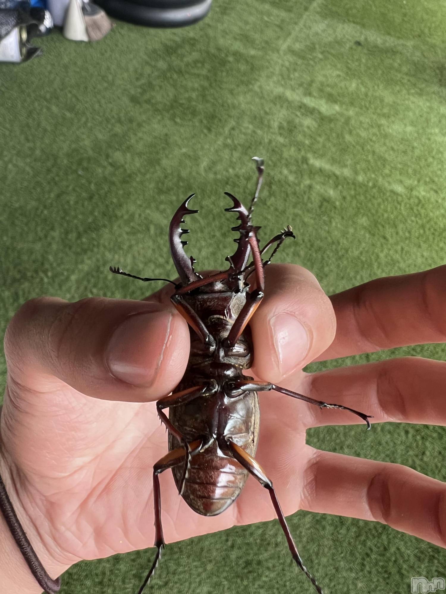 ��Į�ۥ��ȡ��ܡ������С�A151(�����������ݥ���) ��2024ǯ9��5���̥�֥����֥��塞�����Ĥ������