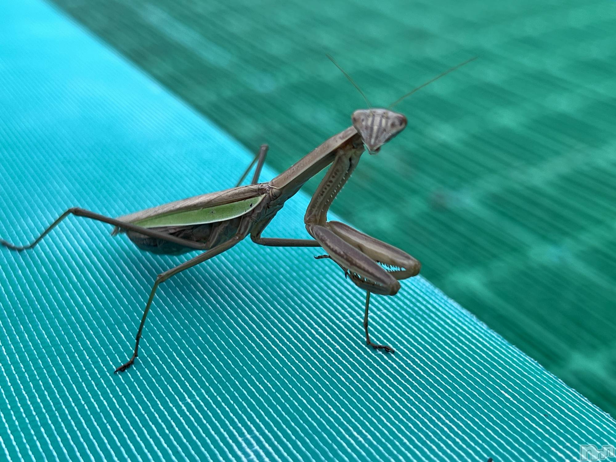 ��Į�ۥ��ȡ��ܡ������С�A151(�����������ݥ���) ��2024ǯ10��21���̥�֥����֥��ޥ��긫�Ĥ������