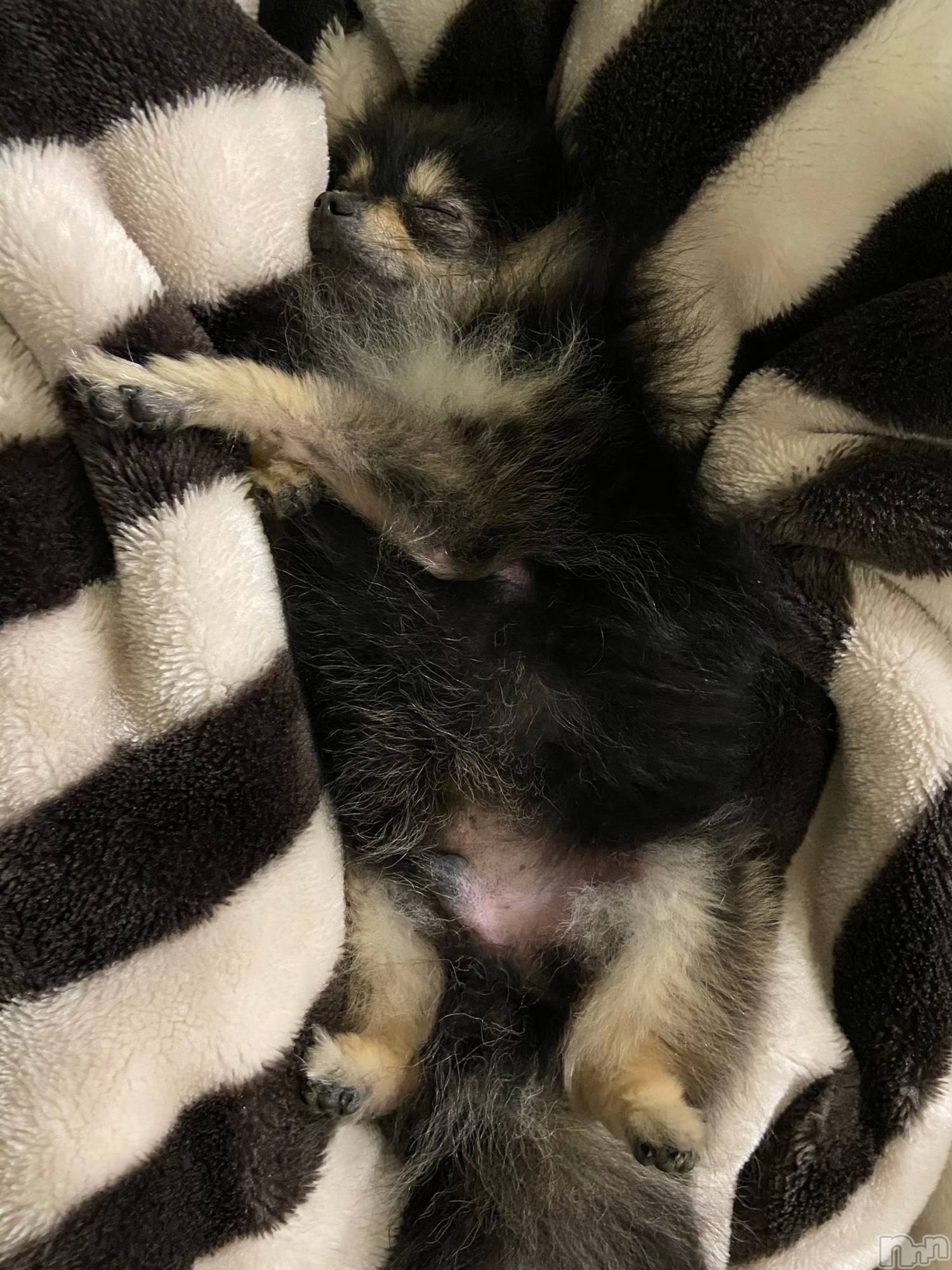 ��Į�ۥ��ȡ��ܡ������С�A151(�����������ݥ���) ��2024ǯ12��4���̥�֥����ֽжнжнжС������Τ������Υ��ӽ������