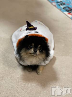 ��Į�ۥ��ȡ��ܡ������С�A151(�����������ݥ���) �֡�ͺ ˱����6��6���̥�֥����֥�������