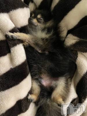 ��Į�ۥ��ȡ��ܡ������С�A151(�����������ݥ���) �֡�ͺ ˱����12��4���̥�֥����ֽжнжнжС������Τ������Υ��ӽ������