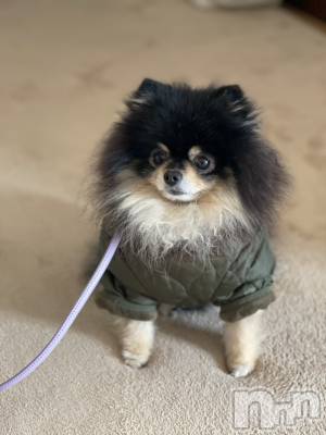 ��Į�ۥ��ȡ��ܡ������С�A151(�����������ݥ���) �֡�ͺ ˱����1��25���̥�֥����ֽжнжнжС�