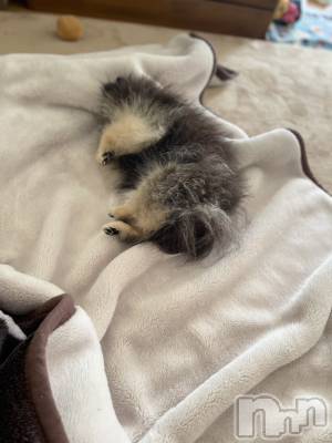 ��Į�ۥ��ȡ��ܡ������С�A151(�����������ݥ���) �֡�ͺ ˱����1��26���̥�֥����ֽжнжнжС�