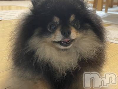 ��Į�ۥ��ȡ��ܡ������С�A151(�����������ݥ���) �֡�ͺ ˱����1��30���̥�֥����ֽжнжнжС�