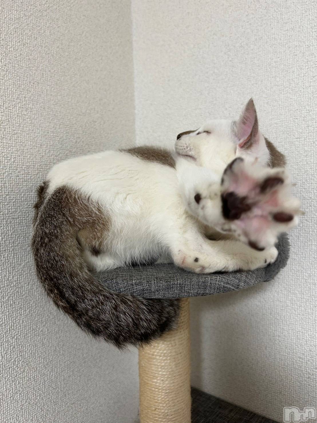 �����������������åȥС�Bar.Re(�С������륤��) ��2025ǯ5��2���̥�֥����ֵ٤ߤ�����