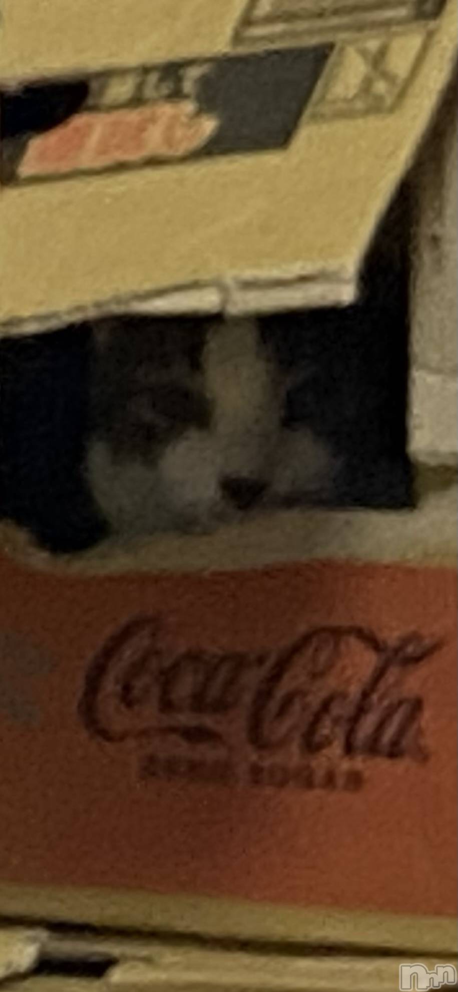 �����������������åȥС�Bar RE.VOICE(�С����������) ��2025ǯ3��28���̥�֥����֡ں����Τ֤����ۡ�