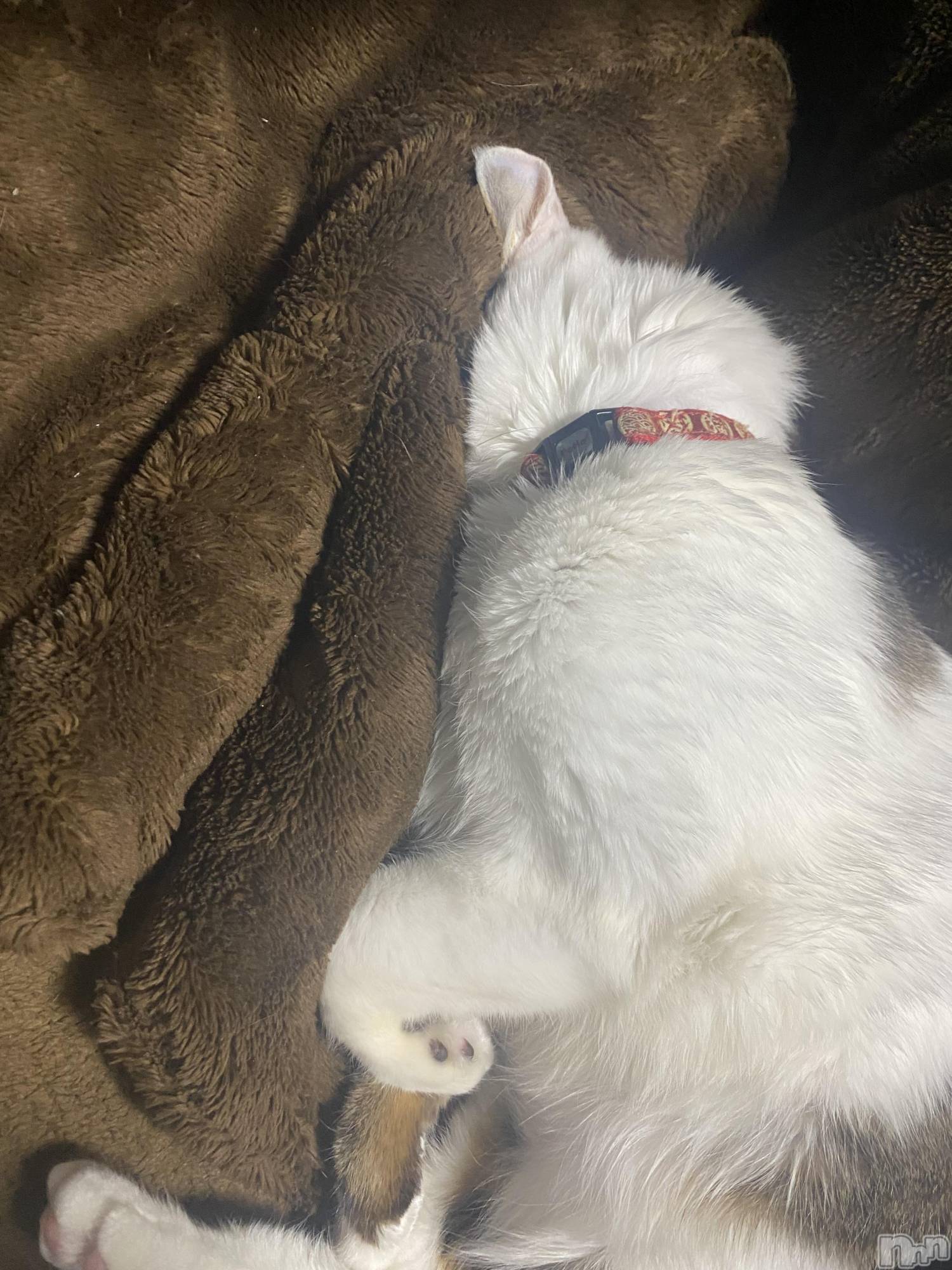 �����������������åȥС�Bar RE.VOICE(�С����������) ��2025ǯ4��11���̥�֥����֡ں����Τ֤����ۡ�