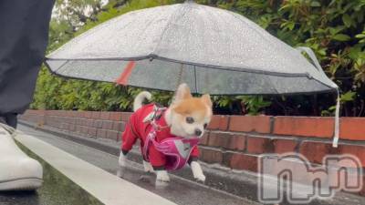 �����������������åȥС�Bar.Color(�С����顼) �����ؤ���4��11���̥�֥�����🌸��