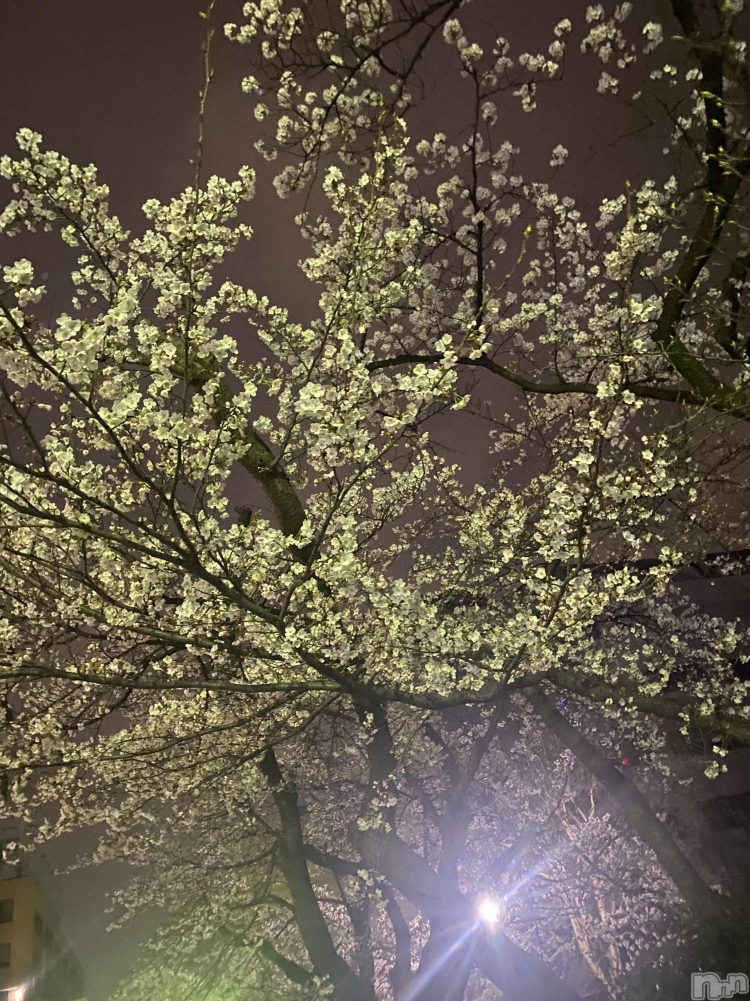 �����������������åȥС�Bar.Re.Muse(�С���ߥ塼��) ��2025ǯ4��8���̥�֥����ֽա�