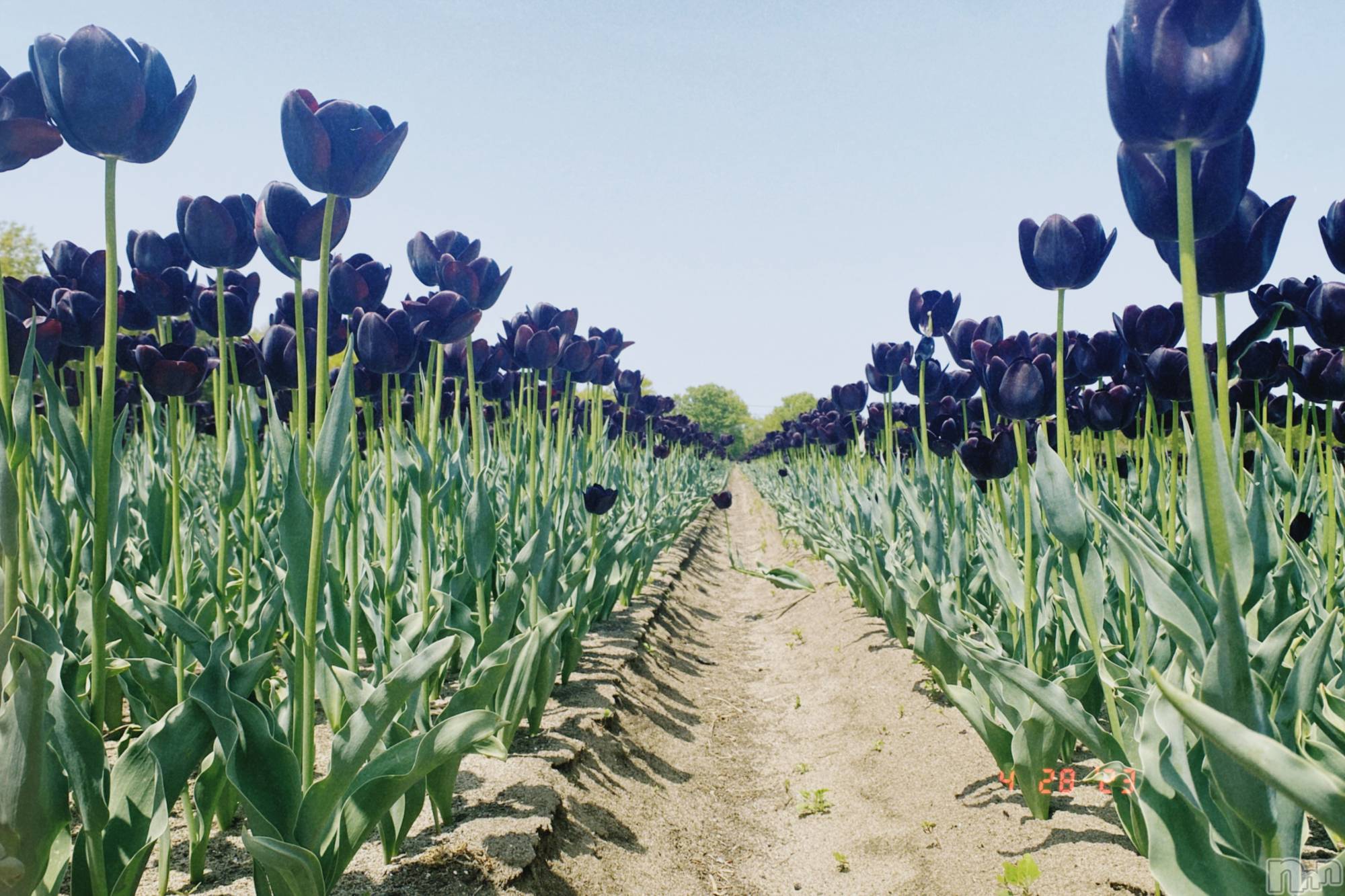 �����������������åȥС�Bar.Re.Muse(�С���ߥ塼��) ��2025ǯ4��10���̥�֥����ֽա�