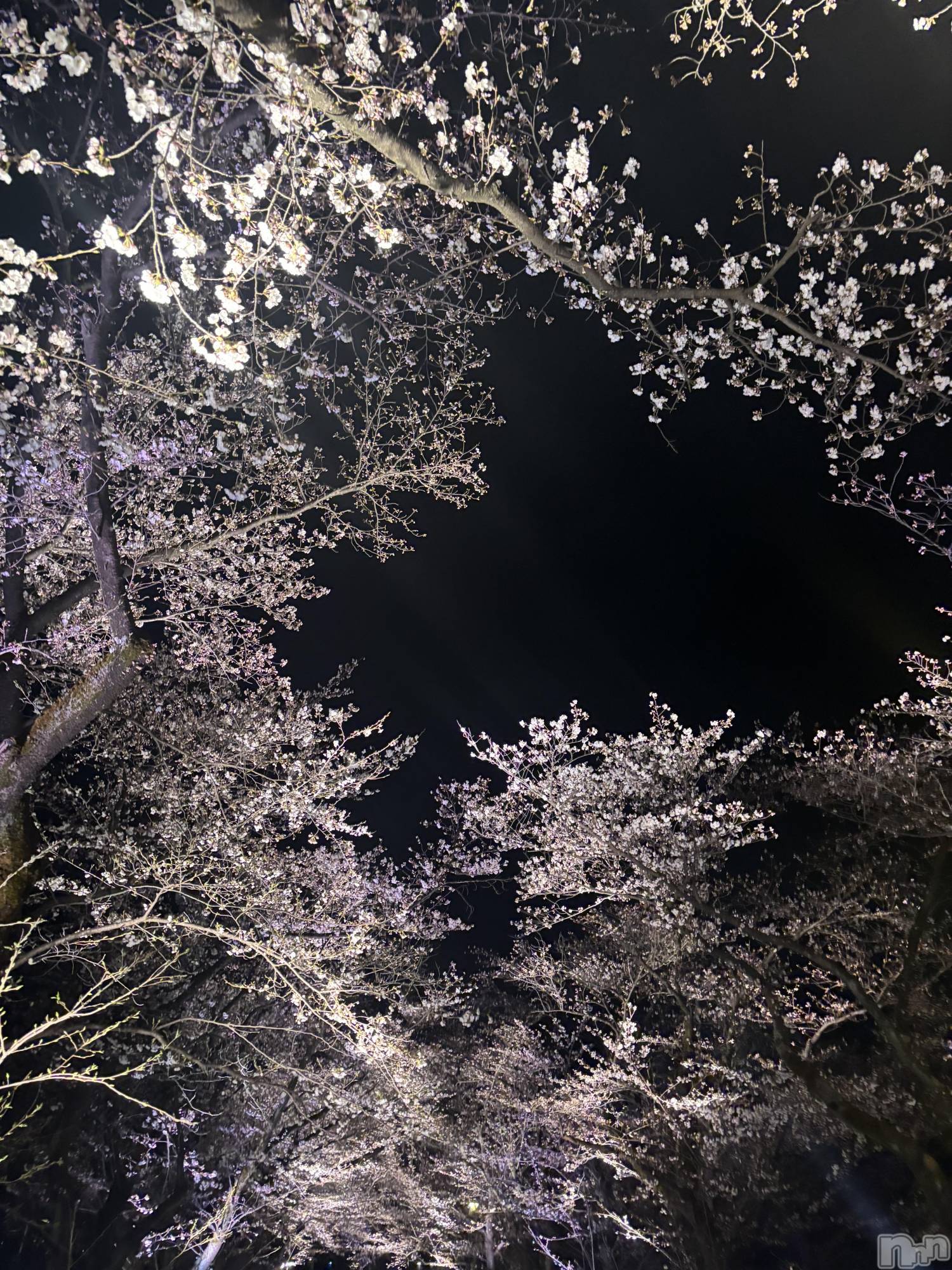 �����������������åȥС�Bar.Re.Muse(�С���ߥ塼��) ��2025ǯ4��12���̥�֥�����🌸(^_^)🌸��