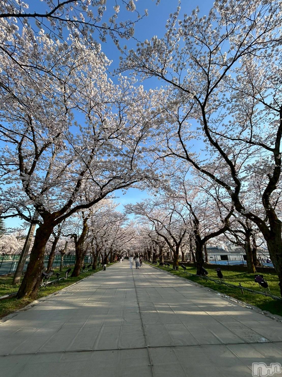 �����������������åȥС�Bar.Re.Muse(�С���ߥ塼��) ��2025ǯ4��10���̥�֥����ֲ֤����