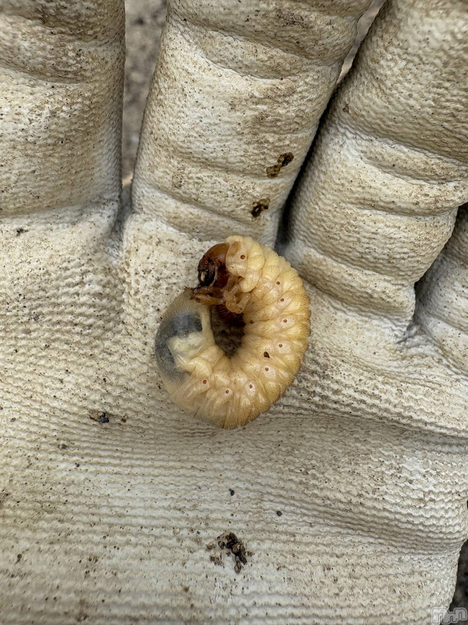 �����������������åȥС�Cafe&Bar Roots �롼��(���ե�����ɥС� �롼��) ��2025ǯ5��16���̥�֥����ְ����餷����ؤ���ɬ������