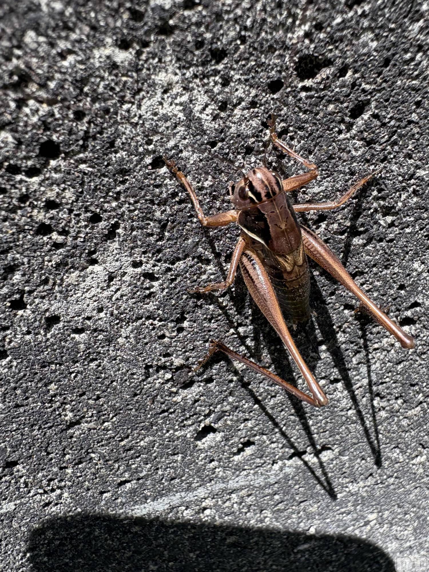 �����������������åȥС�Cafe&Bar Roots �롼��(���ե�����ɥС� �롼��) ��2025ǯ7��25���̥�֥����ֺ������⤿������פ��к��ޤ��礦🙌��