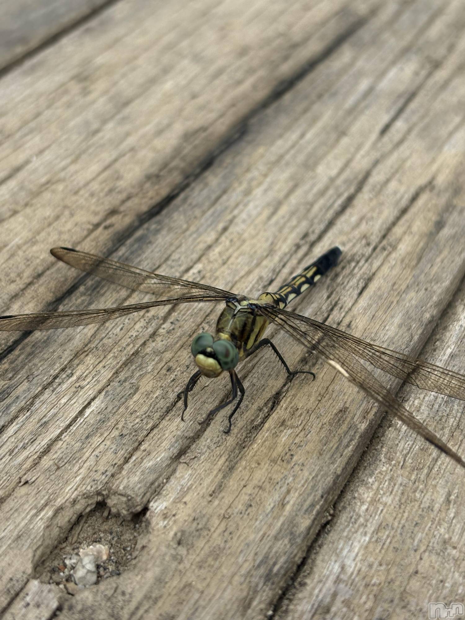 �����������������åȥС�Cafe&Bar Roots �롼��(���ե�����ɥС� �롼��) ��2025ǯ8��29���̥�֥����ֳ������ߤ��꤬�Ȥ��������ޤ���😊��