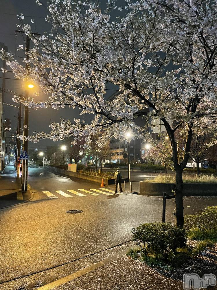 ��Į�ۥ��ȡ��ܡ������С�A151(�����������ݥ���) ���� ���Ƥ�4��2���̥�֥����ֺ餭�ؤ��