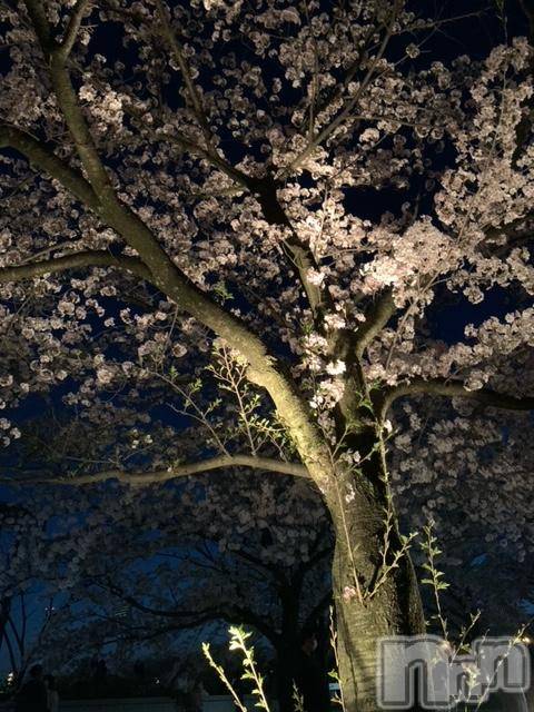 ��Į�ۥ��ȡ��ܡ������С�A151(�����������ݥ���) �褦��4��13���̥�֥����������