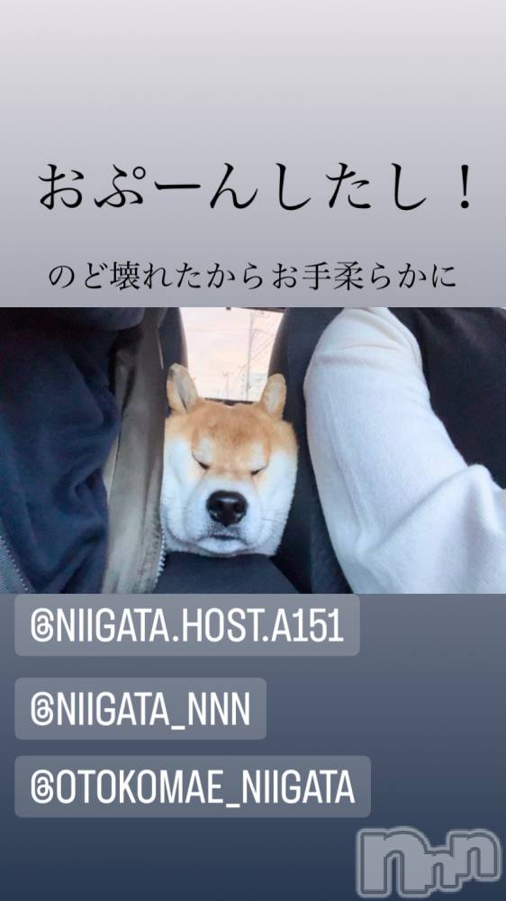 ��Į�ۥ��ȡ��ܡ������С�A151(�����������ݥ���) �褦��8��20���̥�֥�������������