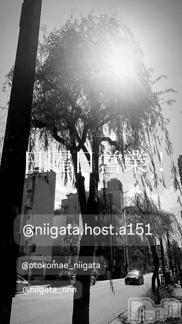 ��Į�ۥ��ȡ��ܡ������С�A151(�����������ݥ���) �褦��3��2���̥�֥�������������