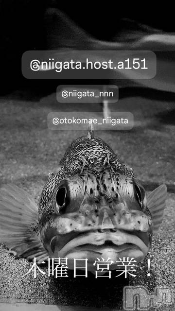 ��Į�ۥ��ȡ��ܡ������С�A151(�����������ݥ���) �褦��11��20���̥�֥�������������