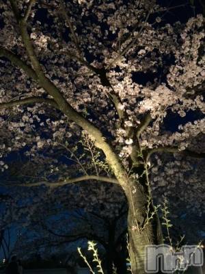 ��Į�ۥ��ȡ��ܡ������С�A151(�����������ݥ���) �褦(18)��4��13���̥�֥����������