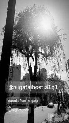 ��Į�ۥ��ȡ��ܡ������С�A151(�����������ݥ���) �褦(18)��3��2���̥�֥�������������